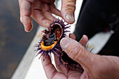 Peter Halmay 71, a former engineer turned sea urchin diver in San Diego,  Ca.,  tastes a portion of his catch onboard his boat after his second dive of the day. According to many,  the best urchins - the big Pacific Reds - come from the kelp forests off