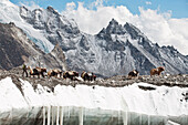 Yaks at Everest Base camp