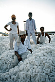 Cotton workers on a mountain of cotton.