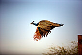 Peacock in flight.