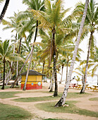 An empty beach with paths and palm trees.