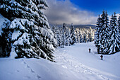 People skiing in a beautiful winter landscape at the Izery mountains in Jakuszyce, Poland.
