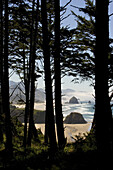 Through the trees at Ecola State Park - One can see the Haystacks rising out of the Fog and the salt of the Pacific.