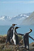 King penguins Aptenodytes patagonicus, bicker at Gold Harbor, South Georgia.
