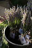 A bucket of lavender with bushels for sale.