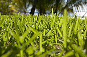 Worms-eye view of grass with palm trees in the background in Costa Rica. Tom Hopkins/Aurora