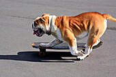 English bulldog pushes off with his left legs while riding a skateboard.  Ralph Talmont / Aurora 