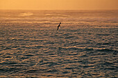 'Midway Atoll, Hawaii, United States. Albatross ride the convection wind currents sweeping along the margin between the beach and the ocean at sunrise. Albatross are amazing fliers; they spend their first seven years flying above, and sleeping upon, the o