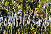 MOLOKAI, HI - A view of palm trees Arecaceae, in the Kamehameha palm grove on Molokai, Hawaii.  This grove at one time was home to 1000 palms and was one of the largest in the Pacific islands of Hawaii.  Jonathan Kingston / Aurora 