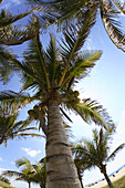 Palm trees overlook South Beach in Miami, FL at the Shelborne Hotel.