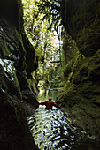 Davis Creek, South of Mount Rainier, WA. Canyoning is a new sport that consists in travelling down river canyons by walking, gliding, climbing, rappelling abseiling, swimming or jumping. Joe Budgen wades down a wet section of Davis Creek canyon.