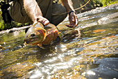 Fly fisherman holds a cutthroat trout at Cache Creek, Yellowstone National Park, Wyoming.