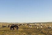 A typical herd of a nomadic family near Erdene Zuu Monastery, Karakorum, Mongolia, consists of sheep, goats, cows and horses. The family gers can be seen behind.