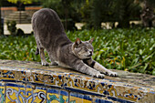 Cat in the gardens inside the Alcazar, a Moorish-inspired palace in Seville, Spain.
