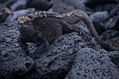 SANTA CRUZ ISLAND, GALAPAGOS, ECUADOR - JUNE 2006: A marine iguana amblyrhynchus criastus, clings to a lava boulder on Santa Cruz Island in the Galapagos. These iguanas are unique to the Galapagos, and they have suffered large population declines in recen