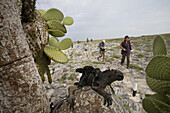SOUTH PLAZA ISLAND, GALAPAGOS, ECUADOR - MARCH 2007: Tourists hike past a pair of marine iguanas on South Plaza Island in the Galapagos. Tourist visitation to the islands continues to explode, growing from approximately 32,000 in 1987 to approximately 100