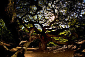 'The ''Angel Oak'' in Johns Island, SC, is thought to be more than 1400-years-old. While most of the area's live oak trees were harvested in the 18th and 19th centuries for shipbuilding, this hardy specimen survived and now measures roughly 65 feet tall a