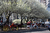 Horse carriages waiting for riders in Central Park, New York City