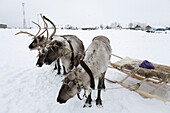 A team of reindeer at a reindeer festival in Kazym, northwestern Siberia, Russia.