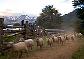 Sheep run down a dirt road in Futaleufu, Chile.