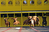 'Dec. 28, 2006; San Diego, CA, USA; Dachsunds race toward a finish line in the national finals of the Der Wienerschnitzel Wiener Nationals, a racing competition for fleet-footed dachsunds. The event kicked of the 2006 Big Bay Balloon Parade, an annual eve