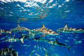 Caribbean reef sharks Carcharhinus perezi, in frenzied action, New Providence, Bahamas.  Photo taken during Shark Shootout event at Stuart Cove's Dive Bahamas, New Providence.