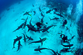 Caribbean reef sharks Carcharhinus perezi, are attracted to the scent of food during a staged feeding near New Providence Island, Bahamas.  This photo was  taken during the annual  Shark Shootout event which attracts underwater photographers due to both t