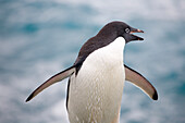 An Adelie penguin squawks after exiting the waters of the Antarctic Peninsula in Antarctica.
