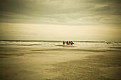 A group of surfers brave the cold waters on a fall morning, Wildwood, New Jersey.