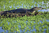 Laguna Ibera, Esteros del Ibera, Corrientes Province