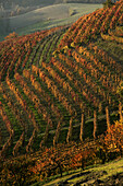 Autumn colored vineyards above Dogliani, Piedmont, Italy.