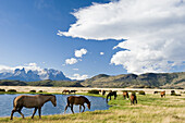 Horses grazing near a lake on February 29, 2008 in Las Torres National Park, Chile.