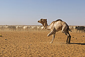 Animal market on the western edge of Omdurman is the largest one in Sudan. Though different species are bought and sold here it is mostly famous for its camels. The majority of camels for sale here comes from Darfur which is the major camel-rising region 