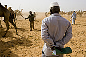 Wadi Halfa, Sudan. Federal inspectors and a veterinarian check camels and all papers before they cross into Egypt.
