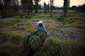A farmer transports his vegetables by wheelbarrow from a water canal to a truck after transporting them in a boat through the water canals of San Gregorio Atlapulco Village in Xochimilco, southern Mexico City, November 21, 2008. The water canals and garde
