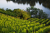 Vineyard along the Main river, Aschaffenburg, Franconia, Bavaria, Germany
