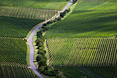View to vineyard, near Koehler, Franconia, Bavaria, Germany