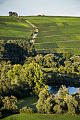 Blick vom Weinberg Escherndorfer Fürstenberg über Mainschleife vom Fluss Main auf Weinberge, nahe Escherndorf, Franken, Bayern, Deutschland