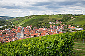 View of town seen through vines in Marsberg vineyard, Randersacker, near Wuerzburg, Franconia, Bavaria, Germany