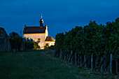 Vines and Valentinuskapelle chapel on Kapellenberg vineyard at dusk, Frickenhausen, near Ochsenfurt, Franconia, Bavaria, Germany