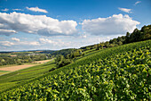 Vines in Maustal vineyard, Sulzfeld am Main, near Kitzingen, Franconia, Bavaria, Germany