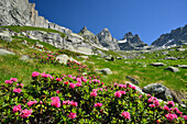 Alpine roses with granite mountains in background, Sentiero Roma, Bergell range, Lombardy, Italy
