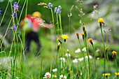 Meadow with flowers with hiker in background, Gran Paradiso, Gran Paradiso Nationalpark, Graian Alps range, valley of Aosta, Aosta, Italy