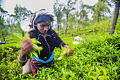 Tea picker plucking tea in a tea plantation in the Sri Lanka Central Highlands and Tea Country, Sri Lanka, Asia
