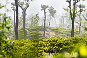 Sunrise at tea plantations, Haputale, Sri Lanka Hill Country, Nuwara Eliya District, Sri Lanka, Asia