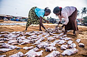 Women working in Negombo fish market (Lellama fish market), Negombo, West Coast, Sri Lanka, Asia