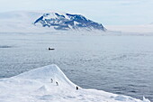 A pod of Big Type B killer whales (Orcinus orca) in Antarctic Sound, Antarctica, Southern Ocean, Polar Regions