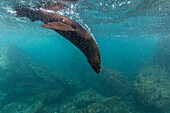 Galapagos fur seal (Arctocephalus galapagoensis) underwater at Isabela Island, Galapagos Islands, Ecuador, South America