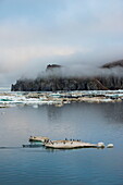 Brunnich's guillemots (thick-billed murres) (Uria lomvia), Cape Waring, Wrangel Island, UNESCO World Heritage Site, Chuckchi Sea, Chukotka, Russia, Eurasia