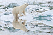 Female polar bear reflecting in the water (Ursus Maritimus), Wrangel Island, UNESCO World Heritage Site, Chuckchi Sea, Chukotka, Russia, Eurasia
